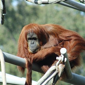 Sumatran Orangutan