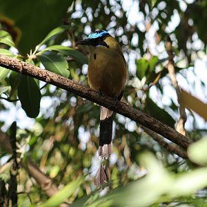 Blue-Crowned Motmot