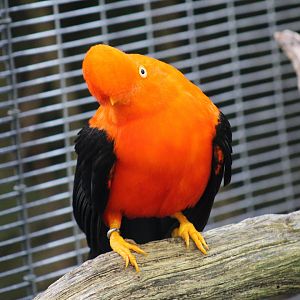 Andean Cock-of-the-Rock