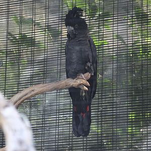 Queensland Red-Tailed Black Cockatoo