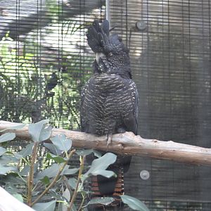 Queensland Red-Tailed Black Cockatoo