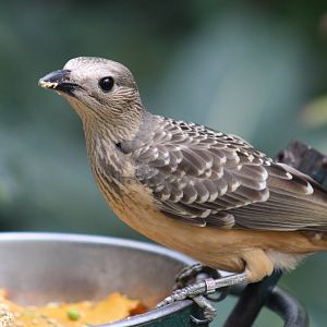 Fawn-Breasted Bowerbird
