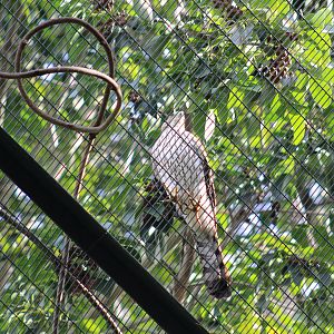 Wild Cooper's Hawk