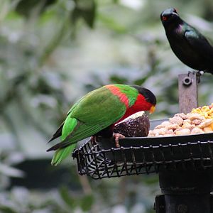 Collared Lory