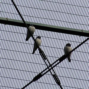 White-Breasted Woodswallows