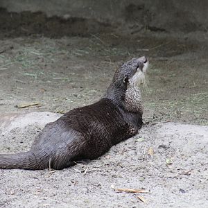 Cape Clawless Otter