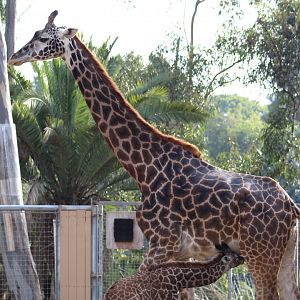 Nursing Masai Giraffe