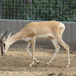 Sudan Soemmerring's Gazelle