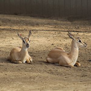 Sudan Soemmerring's Gazelle Fawns