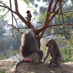 Hamadryas Baboon