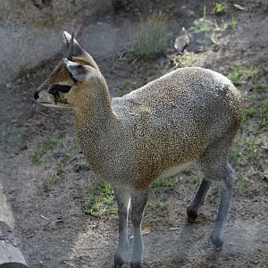 Klipspringer