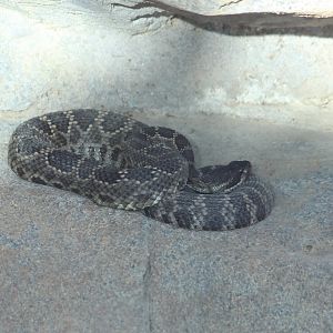 Southern Pacific Rattlesnake