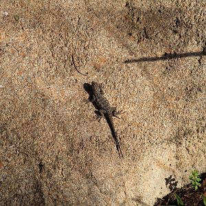 Great Basin Fence Lizard
