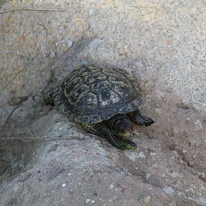Southern Pacific Pond Turtle
