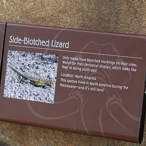 Side-Blotched Lizard Signage
