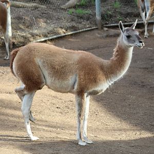Guanaco