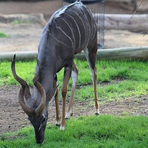 Lesser Kudu