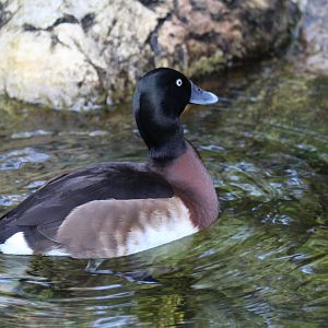 Baer's Pochard