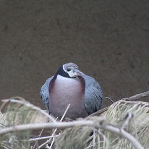 Müller's Imperial-Pigeon