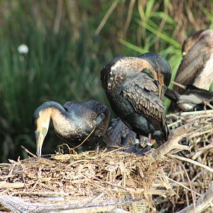 White-Breasted Cormorants