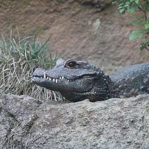 Dwarf Crocodile