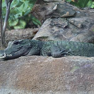 Dwarf Crocodile