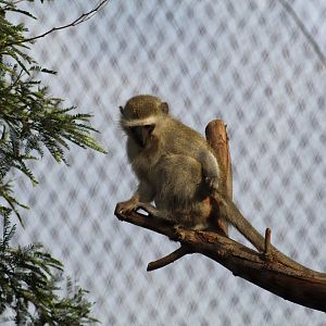 South African Vervet