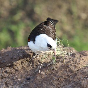 White-Headed Buffalo-Weaver