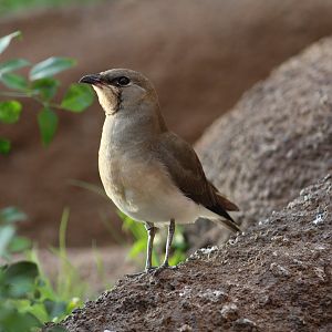 Collared Pratincole