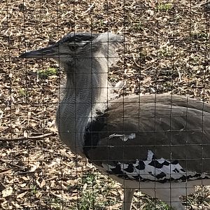 Zoo Atlanta-Kori bustard