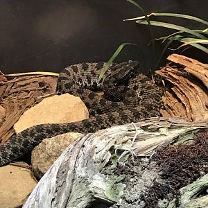 Pygmy rattlesnake