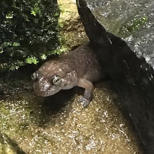 Seal salamander
