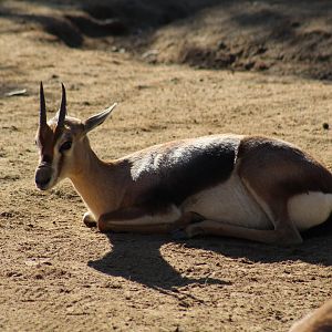 Speke's Gazelle