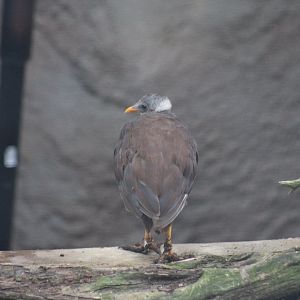 Tongan Scrubfowl