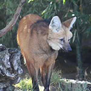 Maned Wolf