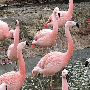 Chilean flamingos