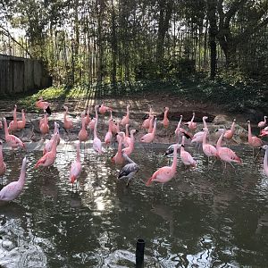 Chilean flamingos