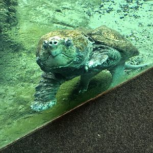 Alligator snapping turtle