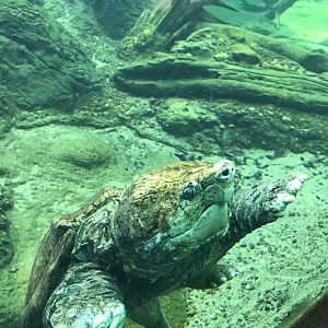 Alligator snapping turtle