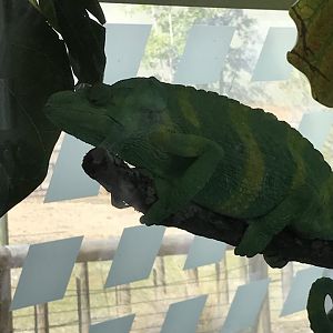 Meller's chameleon