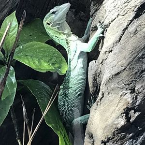 Emerald tree monitor