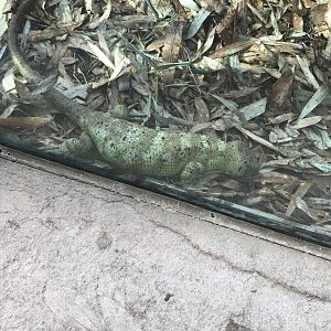 Prehensile-tailed skink