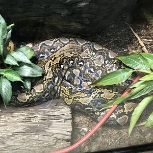 Reticulated python