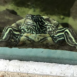 Yellow-blotched map turtle