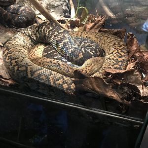 Jamaican boa