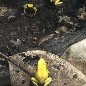Black-legged poison dart frogs