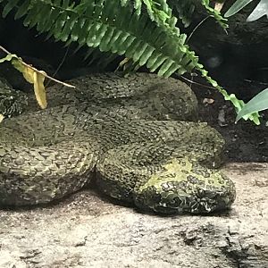 Chinese mountain viper