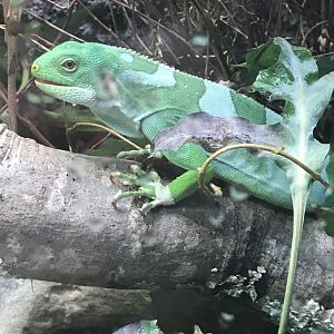 Fiji banded iguana