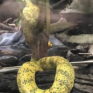Eyelash viper