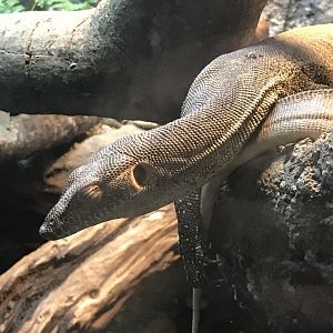 Mertens' water monitor